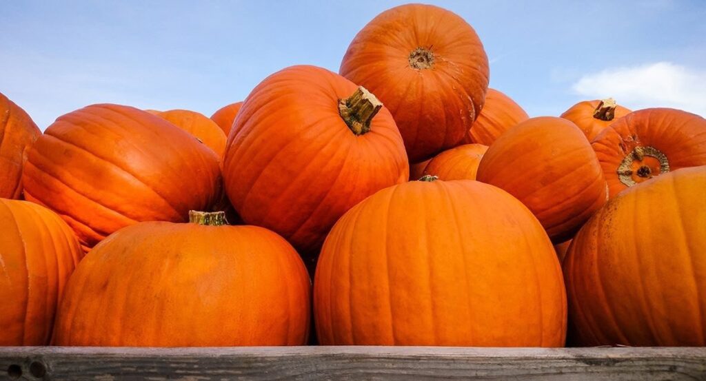 2025 Morton Pumpkin Festival - Pumpkins