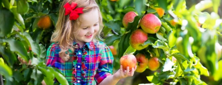 Tanner’s Orchard – A Complete Guide to Central Illinois’ Favorite Fall Destination