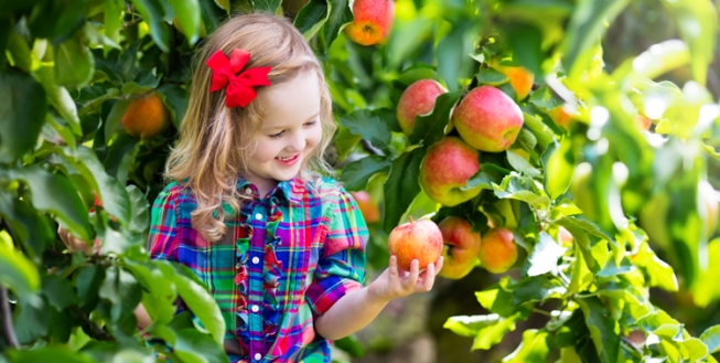 Little Girl Picking Apples with Red Bow