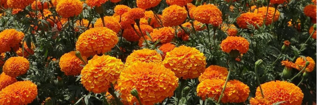 Marigold Festival Header 2025