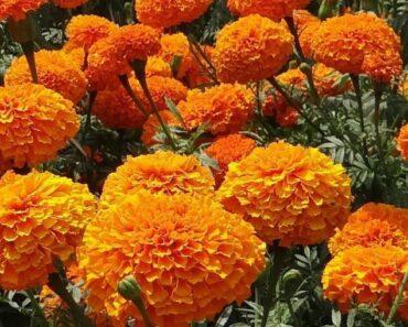 Pekin Marigold Festival 2025