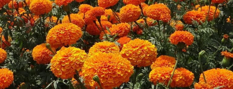 Pekin Marigold Festival 2025