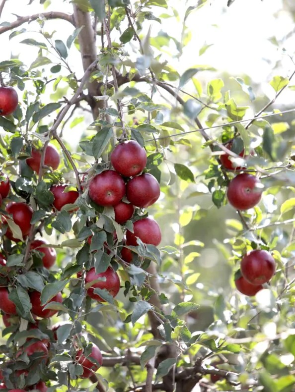 Tanner's Orchard - Apples