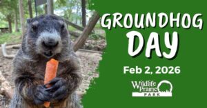 Wildlife Prairie Park - Groundhog Day 2026