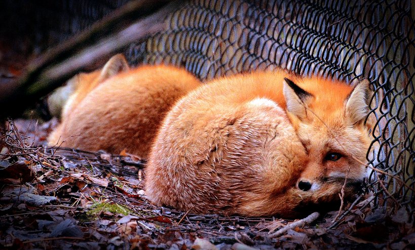 Wildlife Prairie Park - Red Foxes